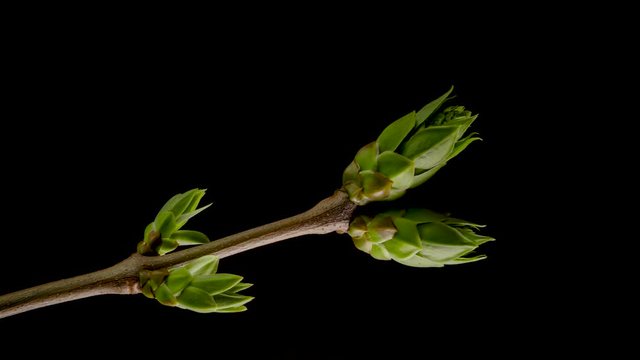 Time-lapse of tree branches with opening leaves buds. Growing grapevine branch on black background. 4K UHD