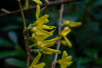 Naklejka premium forsytia, goldflieder flower in spring