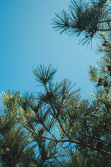 Bottom view of tall pine-tree