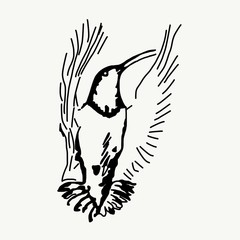 Illustration of flying hummingbird isolated on white background