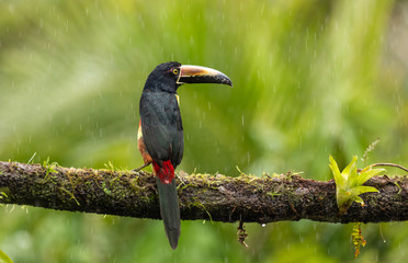 Halsbandarassari (Pteroglossus torquatus) in Costa Rica