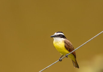 Schwefelmaskentyrann (Pitangus sulphuratus) in Costa Rica