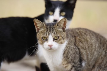 二匹の猫