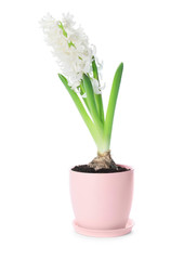 Beautiful hyacinth plant in pot on white background
