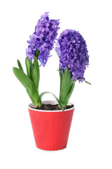 Beautiful hyacinth plant in pot on white background
