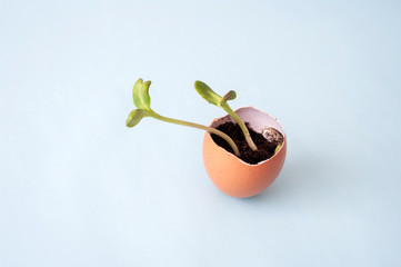 Fresh sprout, seedling in eggshell. Ecological garden