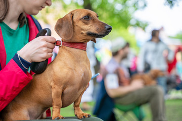 portrait of a dachshund dog sitting on its owner lap in a park
