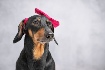Cute closeup portrait of black and tan short-haired dachshund, w