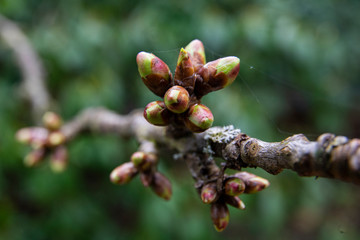 fruit tree bud in spring
