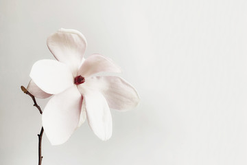 Fototapeta na wymiar Beautiful fresh white magnolia flower in full bloom on white background.
