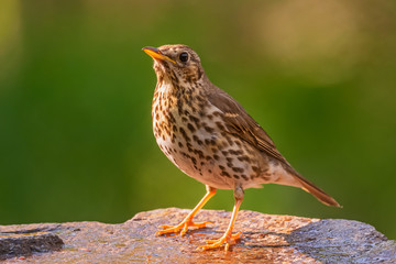 Song Thrush - Turdus philomelos, inconspicuous song bird from European forests and woodlands, Hortobagy, Hungary.