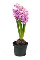 Blooming 'Hyacinthus Pink Pearl' Hyacinth spring flower in black plastic flower pot isolated on white background