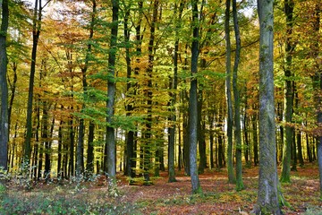 fairytale forest in autumn, Luxembourg