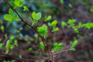 fruit tree bud in spring