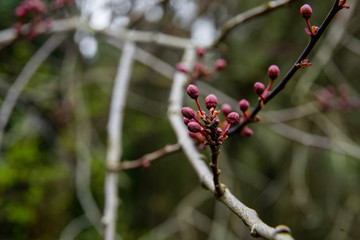 fruit tree bud in spring