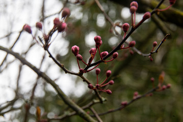 fruit tree bud in spring
