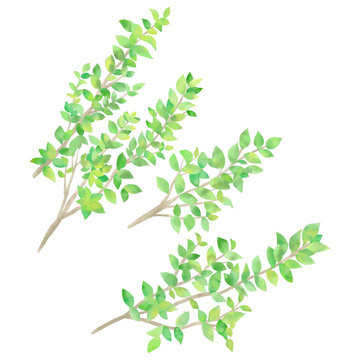 木の枝 Photos Royalty Free Images Graphics Vectors Videos Adobe Stock