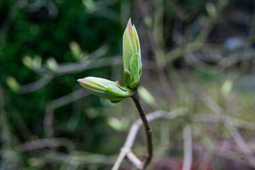 fruit tree bud in spring