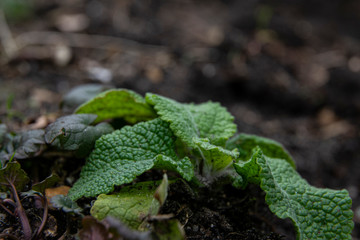 digitalis, foxgloves, fingerhut leaves in spring