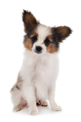 Fototapeta premium papillon dog in studio