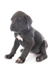 puppy cane corso