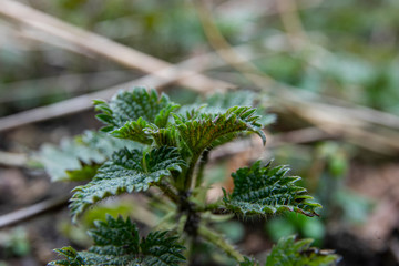 small young nettle brennessel urtica