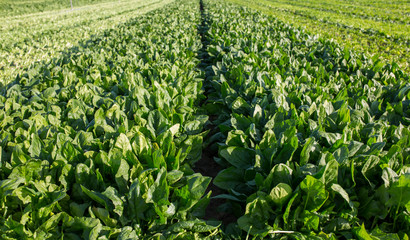 Spinach furrow just before been harvested