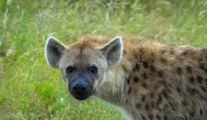 Portrait einer Hyäne im Krüger Nationalpark