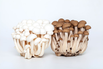 white and Brown Beech Mushroom on White Background.