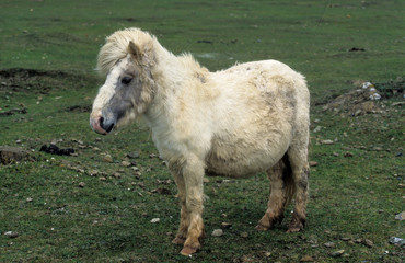Poney, race Shetland, Equus caballus, Iles Shetland, Grande Bretagne