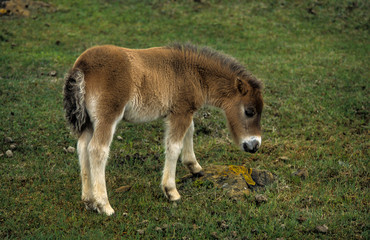 Naklejka na ściany i meble Poney, race Shetland, Equus caballus, Iles Shetland, Grande Bretagne