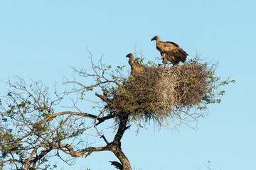 Vautour charognard,.Necrosyrtes monachus, Hooded Vulture