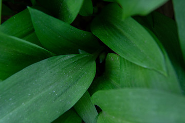 Obraz premium allium ursinum, bear´s garlic leaves
