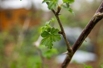 young ribes uva-crispa, rubrum leaves 