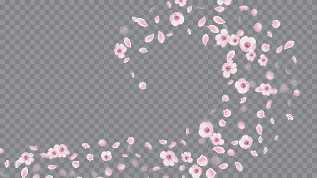 Spring Flowers Blooming. Realistic Flying Petals For Banner Design. Great Design For Any Purposes. Pink on Transparent.