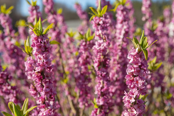 Daphne mezereum