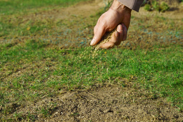 spreading grass seed in spring by hand for the perfect lawn. Sowing Grass Seed By Hand. grass seeds...