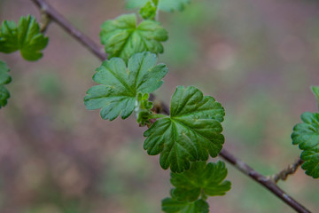 young ribes uva-crispa, rubrum leaves 