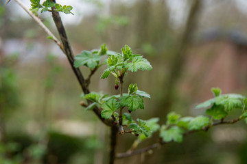 young ribes uva-crispa, rubrum leaves 