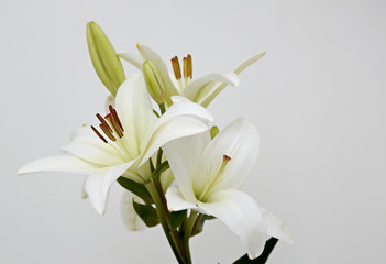 A branch of beautiful white lily with buds on white background