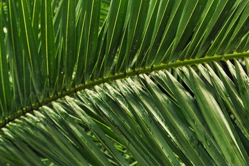 close up palm leaf texture for a background, blurred natural background