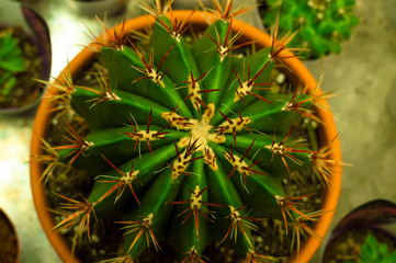 Cactus in a pot. View from above. Nature plant.