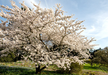 Fr&uuml;hlingsbl&uuml;te der Yoshino Kirsche, Bl&uuml;ttengruppen wei&szlig; rosa , spektakul&auml;te Bl&uuml;ten&ouml;ffnung in der Fr&uuml;hlingssonne