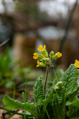 little yellow primula veris in spring