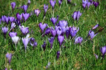 Krokuswiese im blühenden Frühjahr
