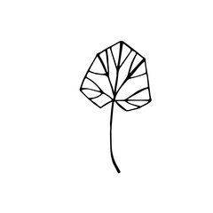 Leaf with veins, vector illustration, hand drawing