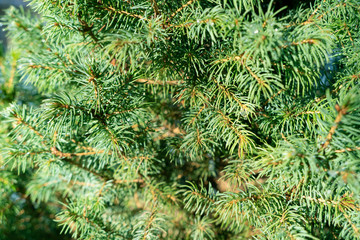 Green fir tree branch. Evergreen fir coniferous background. Pine needles. Pine-tree.