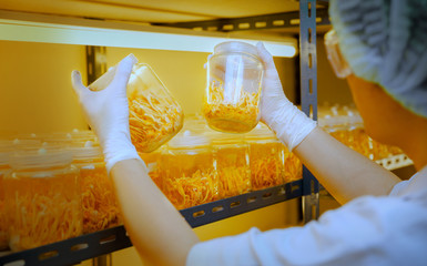 Cordyceps Militaris in the glass bottle on shelf control temperature in the special room, plant for herb