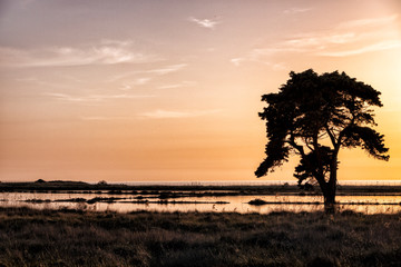 Fototapeta na wymiar tramonto con silhouette di alberi 