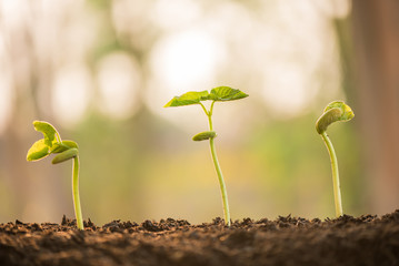 plant growing in morning light green nature bokeh background, new life, business financial progress cultivation. agriculture, horticulture. plant growth evolution from seed to sapling, ecology concept